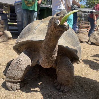 The Tortoise Home Campbell - Attraction Farms Near Me - Campbell, California