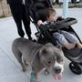 Photo of Rover Pet Boarding And Sitting