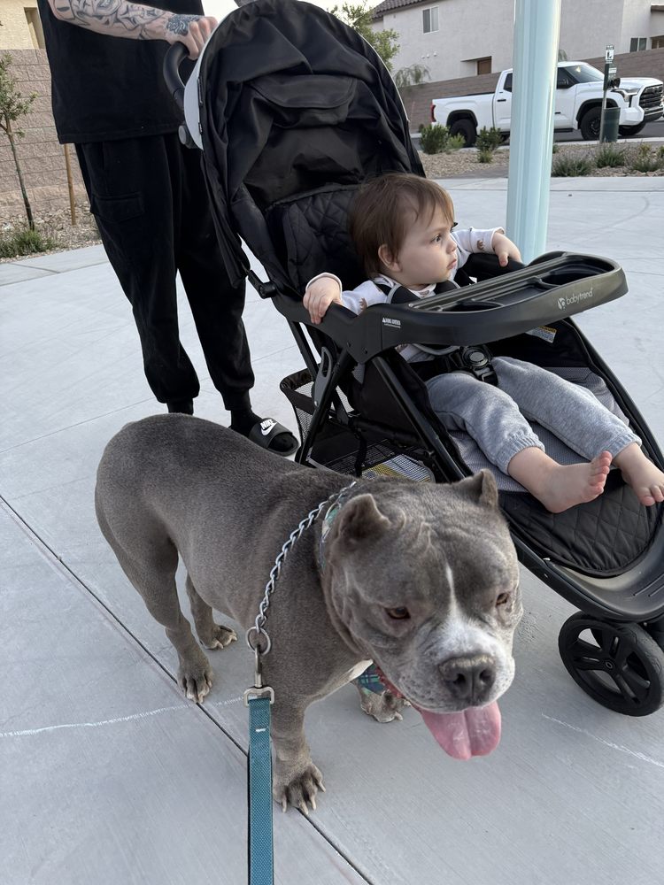 Rover Pet Boarding And Sitting - pet boarding facility in Las Vegas, NV