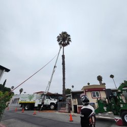 Appletree Services - Mexican removal in a very dangerous area
