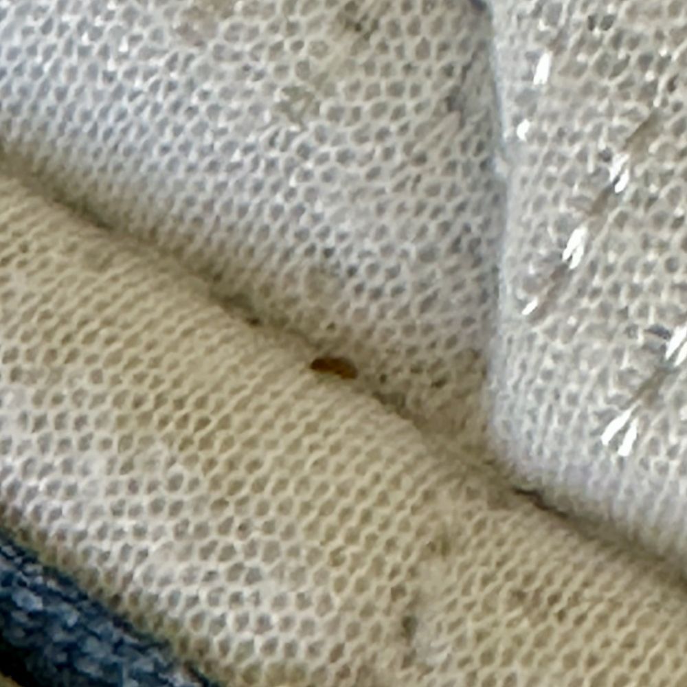 Bed Bug Egg Bed Bug Egg