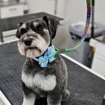 Wag This Way Pet Spa - Pet Groomers Near Me - Turlock, California Wag This Way Pet Spa - Pet Groomers Near Me - Turlock, California