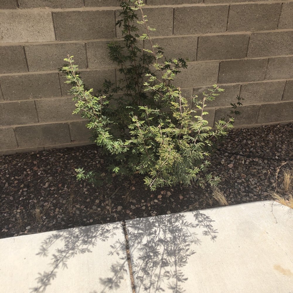 AAA Landscaping - Took out this extra large weed!!! - Landscaping Near Me - Henderson, Nevada AAA Landscaping - Took out this extra large weed!!! - Landscaping Near Me - Henderson, Nevada