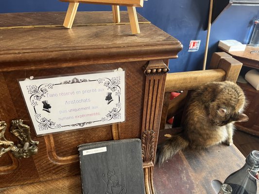 Le Café des Chats by null