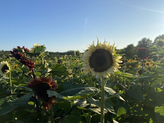 Wilson's Orchard & Farm (Iowa City) by null