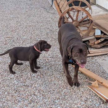 Desert Labrador Retriever Rescue - Our two lab babies.  Copper and his new  puppy baby sister Penny.  Both DLRR rescues - Animal Shelters Near Me