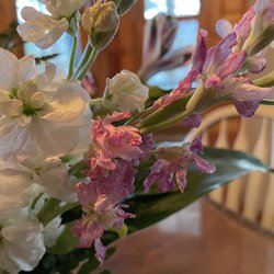 Daisy's House of Flowers
