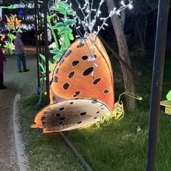 Tianyu Lights Festival - Butterfly - Festivals Near Me - Phoenix, Arizona Tianyu Lights Festival - Butterfly - Festivals Near Me - Phoenix, Arizona