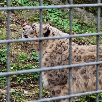 Zoo Salzburg - Zoos Near Me - Anif, 5 Zoo Salzburg - Zoos Near Me - Anif, 5
