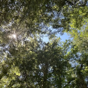 Kanaskat-Palmer State Park - Looking up - Hiking Near Me - Ravensdale, Washington Kanaskat-Palmer State Park - Looking up - Hiking Near Me - Ravensdale, Washington