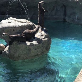 Bearizona - We got to feed the otters! They were adorable! - Zoos Near Me - Williams, Arizona