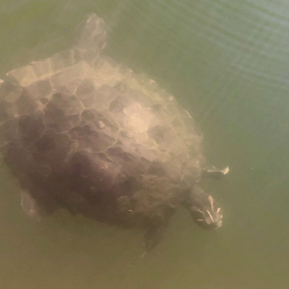 Three Sisters Springs - Turtle - Tours Near Me - Crystal River, Florida Three Sisters Springs - Turtle - Tours Near Me - Crystal River, Florida
