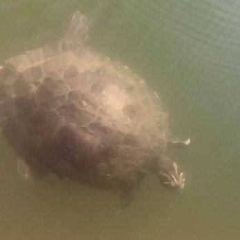 Three Sisters Springs - Turtle - Tours Near Me - Crystal River, Florida Three Sisters Springs - Turtle - Tours Near Me - Crystal River, Florida