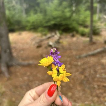 Acadia National Park - Wildflowers - Parks Near Me - Bar Harbor, Maine Acadia National Park - Wildflowers - Parks Near Me - Bar Harbor, Maine