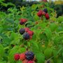 Photo of Evergreen Berry Farm