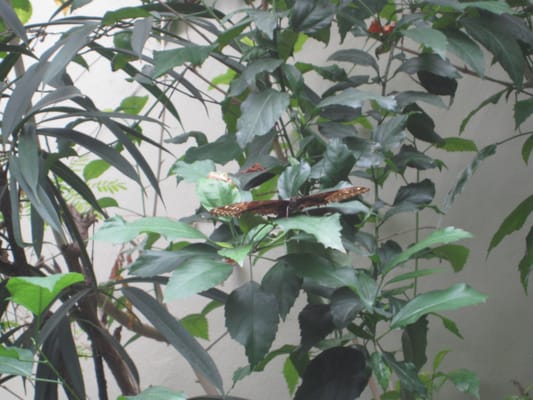 Copenhagen Zoo by null