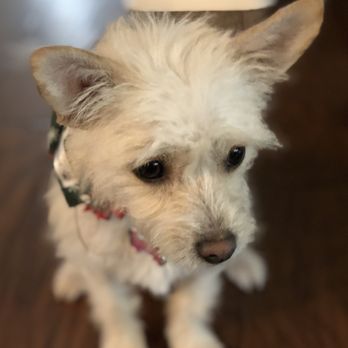 Dog On Fun - Pet Sitting Near Me - Covina, California