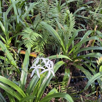 Audubon's Corkscrew Swamp Sanctuary - ghost orchid - Hiking Near Me - Naples, Florida