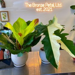 The Bronze Petal - P. Red Moon ( Yellow Flame) and P. Variegated Golden Dragon