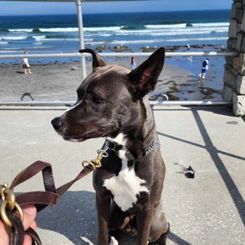 Mannerly Mutts Dog Training - Quigley at the beach this summer - Pet Training Near Me - York Beach, Maine Mannerly Mutts Dog Training - Quigley at the beach this summer - Pet Training Near Me - York Beach, Maine