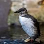 Monterey Bay Aquarium