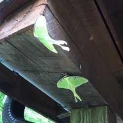 Luna moths hanging out at the Back to Nature Cabin