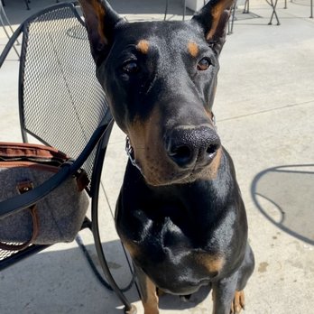 The Tin Fish - Happy dog -enjoying Tin Fish patio at his favorite table - Seafood Near Me - Newburgh, Indiana