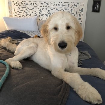 Kanine Klippers - Immediately after - Pet Groomers Near Me - Austin, Texas
