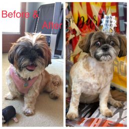 Our first trip to Three dogs and a girl. Grooming done by Kao. Need someone who could work with vision impaired dog. Our first trip to Three dogs and a girl. Grooming done by Kao. Need someone who could work with vision impaired dog.