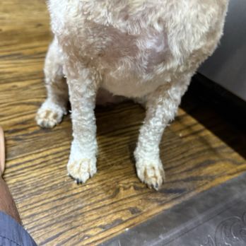 Dog Gone Gorgeous - Pet Groomers Near Me - bethpage, New York