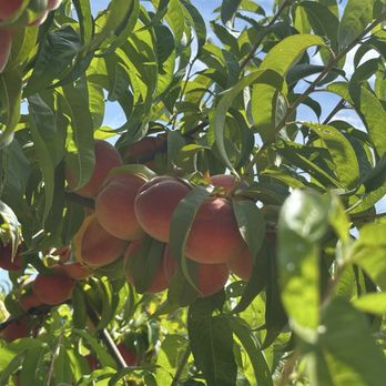 Grossen Peaches - Fruits & Veggies Near Me - Hillsboro, Oregon Grossen Peaches - Fruits & Veggies Near Me - Hillsboro, Oregon