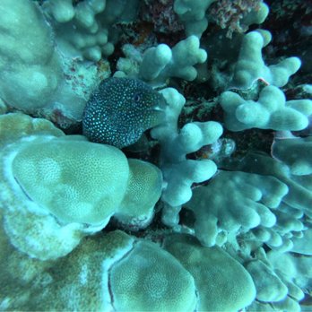 Hawaiian Diving Adventures - White Mouth Moray Eel - Scuba Diving Near Me - Honolulu, Hawaii Hawaiian Diving Adventures - White Mouth Moray Eel - Scuba Diving Near Me - Honolulu, Hawaii