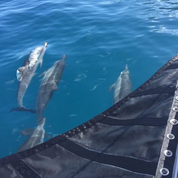 Capt Andy's - Spinner dolphins swimming by our boat - Boat Tours Near Me - Ele'ele, Hawaii
