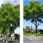 Photo of Icon Tree Service