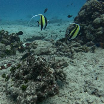 Island Divers - Scuba Diving Near Me - Honolulu, Hawaii Island Divers - Scuba Diving Near Me - Honolulu, Hawaii