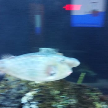 Six Flags Discovery Kingdom - Some weird looking fish with an almost cartoon character nose lol - Amusement Parks Near Me - Vallejo, California