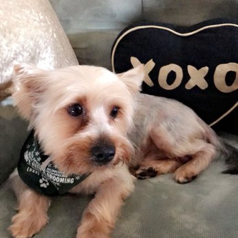 Kong's Pets & Grooming - Pet Groomers Near Me - Bell, California
