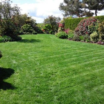 Clean Air Lawn Care - Organically maintained lawn! - Gardeners Near Me - Seattle, Washington Clean Air Lawn Care - Organically maintained lawn! - Gardeners Near Me - Seattle, Washington
