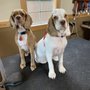 Photo of Little Acres Pet Grooming and Boarding