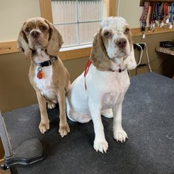 Little Acres Pet Grooming and Boarding - Finished groom