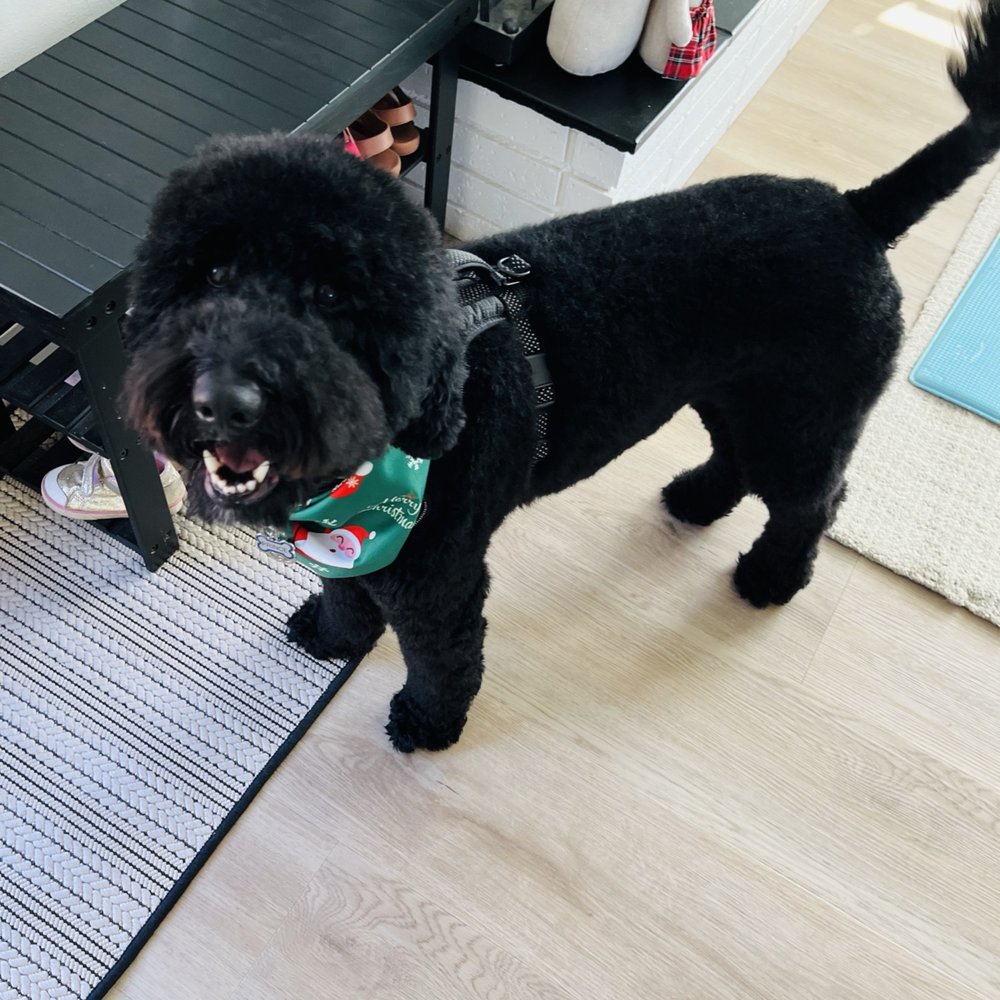 Christa's Pet Salon - Love, love his haircut - Pet Groomers Near Me