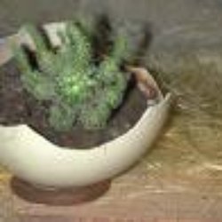 Autrucheland - cactus dans une coquille d'oeuf