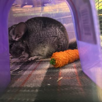 Pet Kingdom - chinchilla - Pet Stores Near Me - Fort Myers, Florida Pet Kingdom - chinchilla - Pet Stores Near Me - Fort Myers, Florida