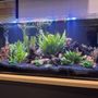 So Cal Aquatic Life Service