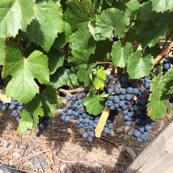 Posada Salentein - The Merlot grapes that they allow you to taste during the tour - Guest Houses Near Me - Mendoza, M Posada Salentein - The Merlot grapes that they allow you to taste during the tour - Guest Houses Near Me - Mendoza, M