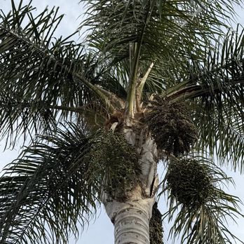Golden Roots Tree Care - More seed pods - Tree Services Near Me - Sacramento, California Golden Roots Tree Care - More seed pods - Tree Services Near Me - Sacramento, California