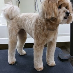 Jane's Canines - Gunner after his spa day!