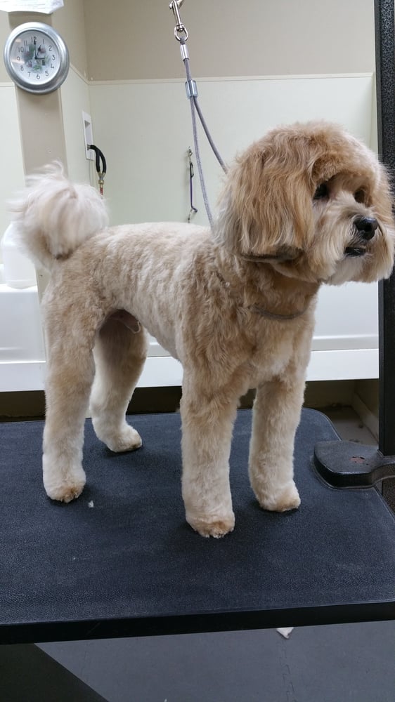 Jane's Canines - pet boarding facility in Leawood, KS