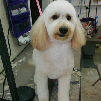 Debonair Dog - Pet Groomers Near Me - Haddonfield, New Jersey