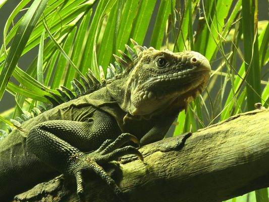 Schönbrunn Zoo by null